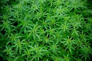Destigmatizing Cannabis