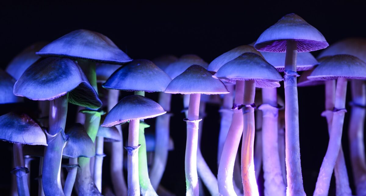 Learn about the top cannabis and psilocybin industry news and current events from the week of April 25 through May 1, 2020.