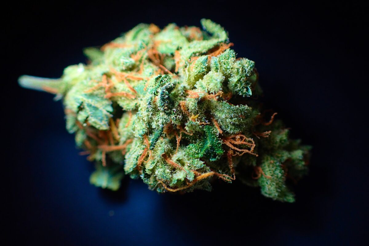 Montana Cannabis Licensing
