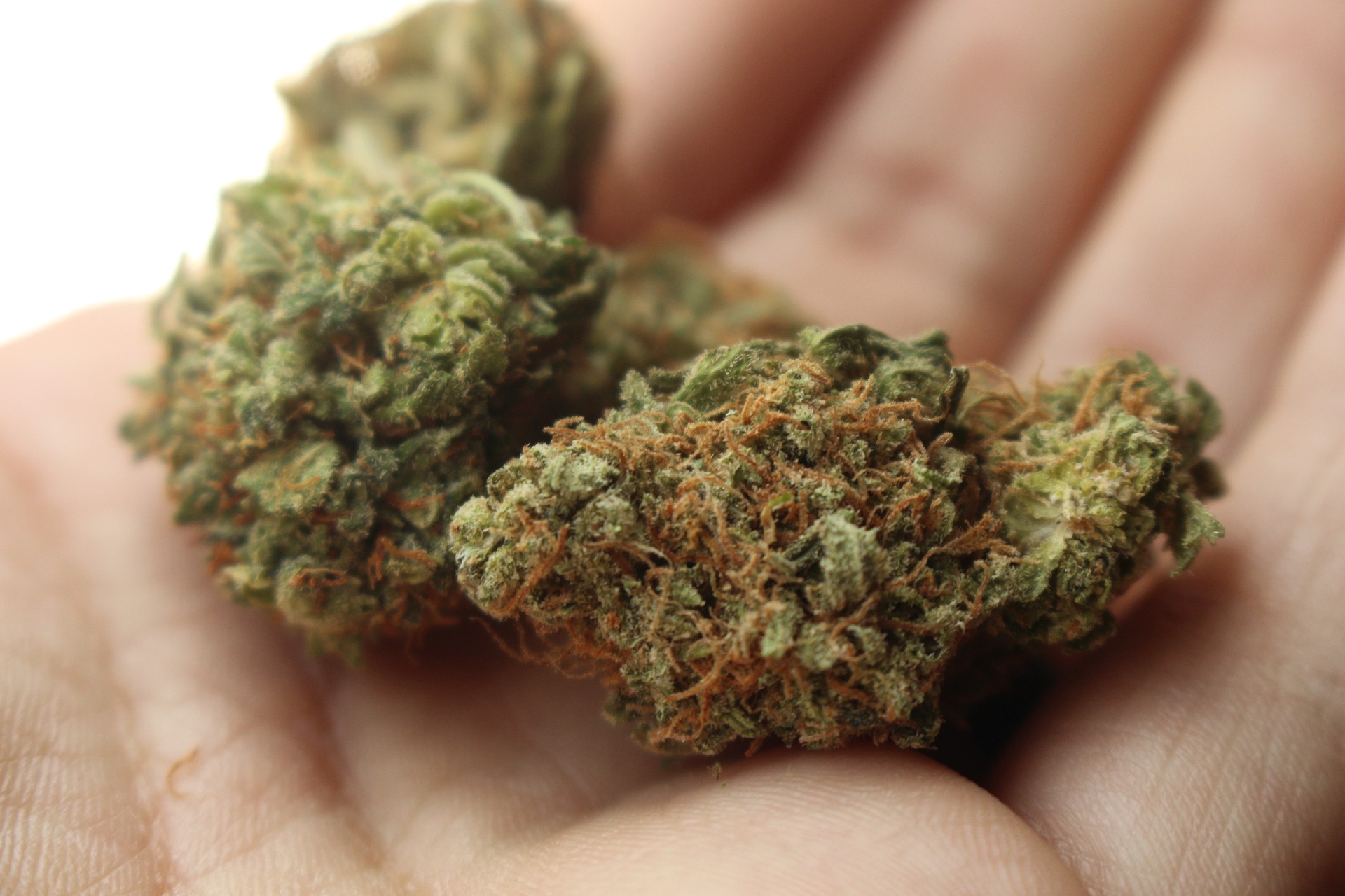 Minnesota cannabis industry