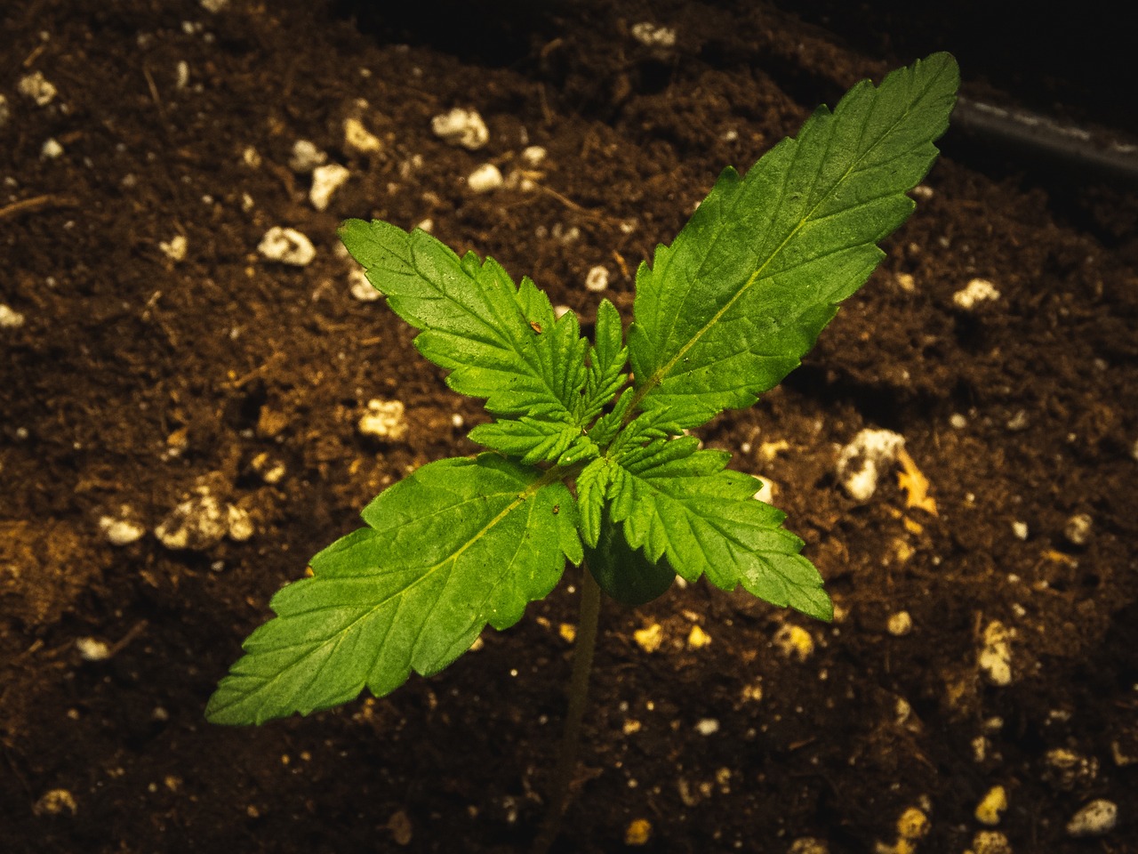 Delaware Cannabis Laws