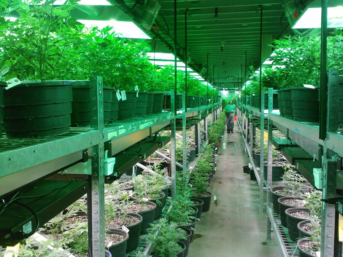 Minnesota cannabis cultivator licensing