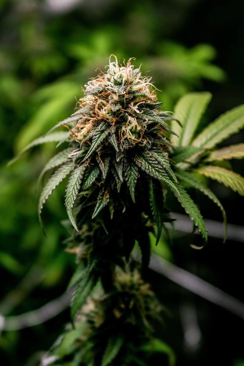 Indiana Cannabis Laws